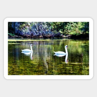 Swans At The Lake Sticker